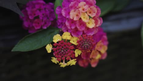 pushing in with the camera to the flowers