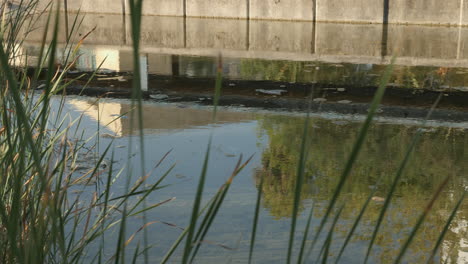 reflet dans l'eau