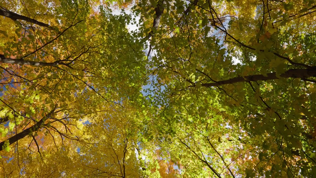 A low-angle view captures vibrant yellow and green autumn leaves against the sky. The camera rotates slowly beneath the towering deciduous trees in an Ontario forest.