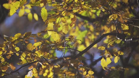 Detalles-De-Otoño.-Sony-Alfa-6400,-4k