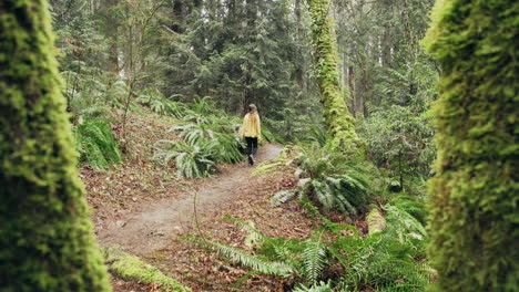 a young woman wearing a bright yellow jacket walks through a green mossy forest, push in shot between two big trees