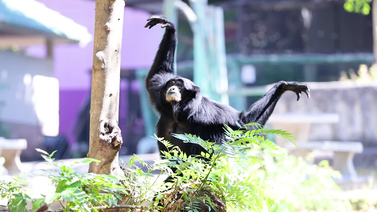 el gibón negro en un zoológico