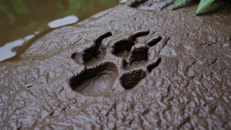 bear paw print in muddy wetland