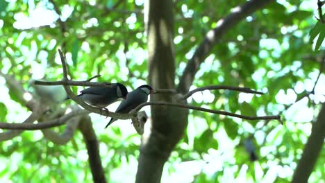 dos gorriones java o pinzones sentados en una rama dentro del árbol - cámara lenta