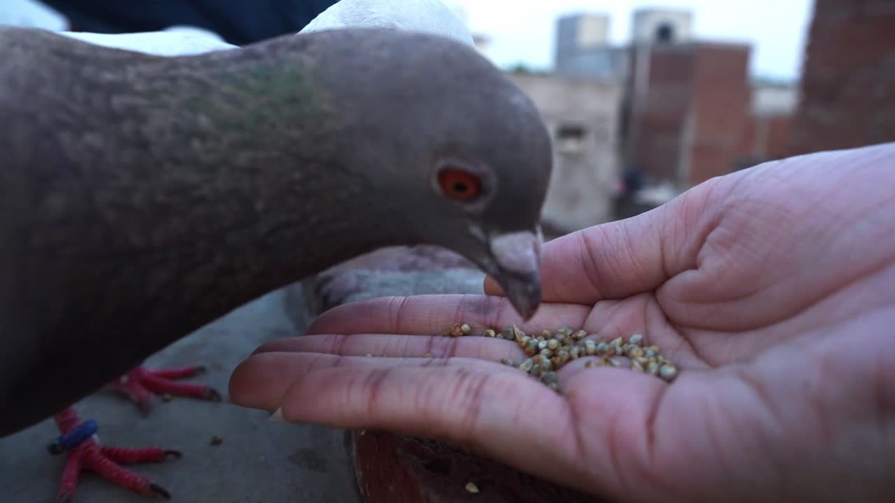 primer plano de palomas alimentando semillas en la mano de una mujer - primer plano