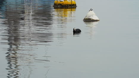 black duck on the water
