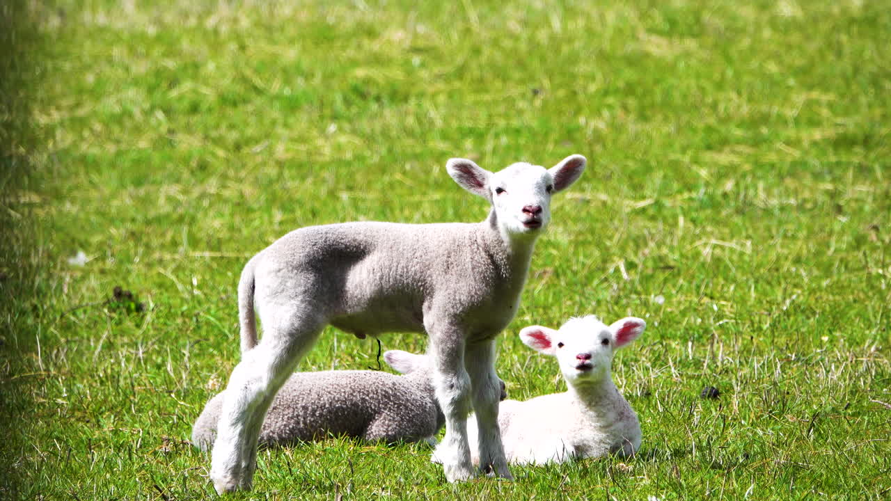 햇빛 속에서 폭풍우가 치는 날 초원에서 풀을 뜯고 있는 귀여운 새끼 양 떼