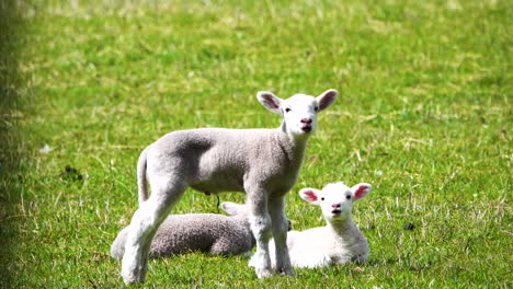 Gruppe-Süßer-Babylämmer,-Die-An-Einem-Stürmischen-Tag-Im-Sonnenlicht-Auf-Der-Wiese-Grasen,-Nahaufnahme