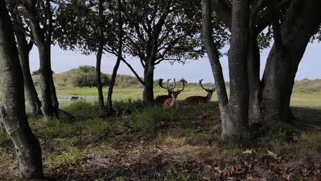 chilling-deers-sitting-in-the-shadow-captured-by-a-drone