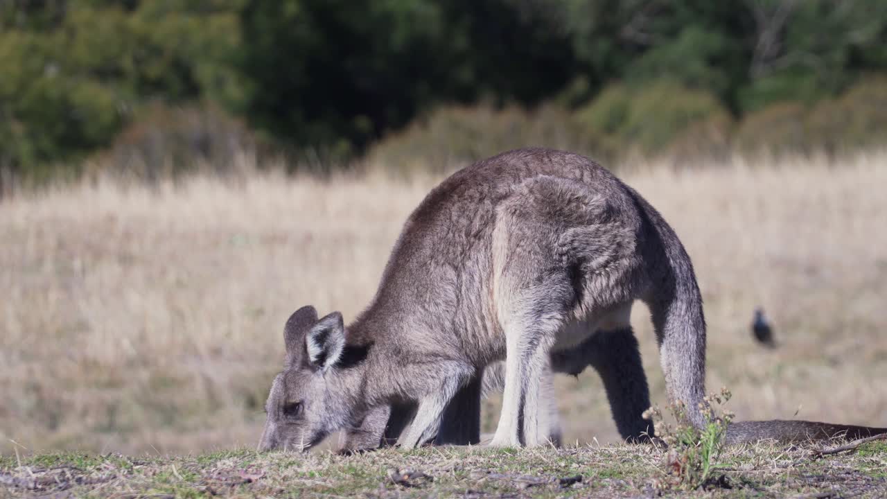 배경에 푸른 숲이 있는 농장에서 풀을 먹는 왈라비의 매크로