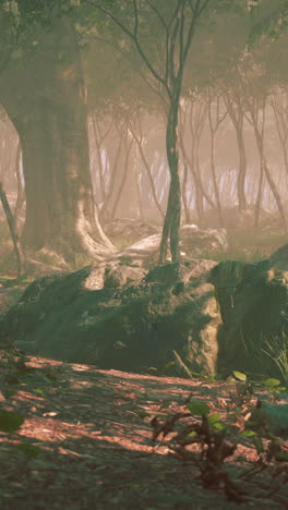 escena de un bosque de niebla