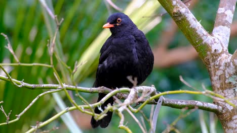 close up of eurasian blackbird in wellington botanic garden amongst native flora in capital city of new zealand aotearoa