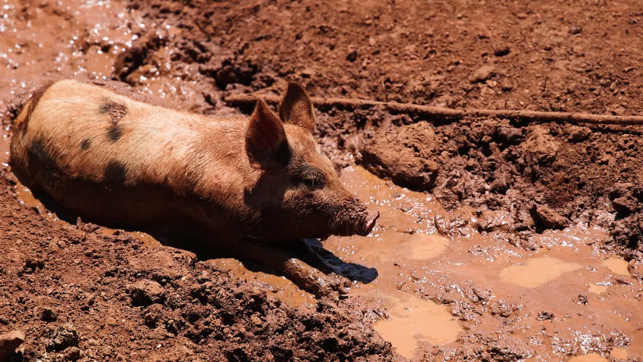 un cerdo se balancea felizmente en un charco de barro.