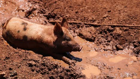 a pig wallows happily in a mud puddle.