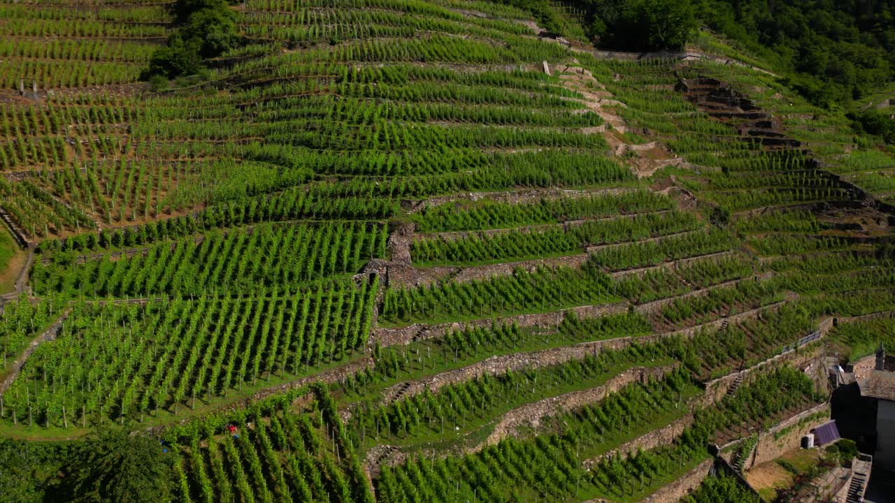 Close-up aerial of steep hillside vineyards arranged in stone terraces with precise planting rows. Shot in Villa di Tirano, Sondrio, Italy (Italia)