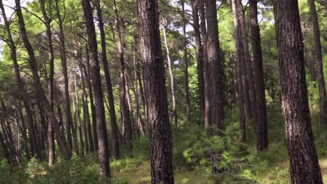 Footage-from-Parnitha-mountain-forest,-Athens-,-Greece