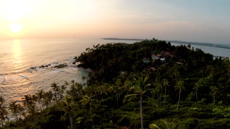 aerial dolly in flying over palm trees in dense green rainforest coast, sea in background at sunset, mirissa beach, sri lanka