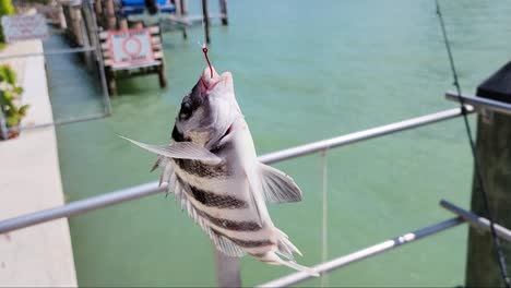 el pez oveja en el anzuelo rojo cuelga y se desploma después de ser capturado por un pescador en el agua del océano.