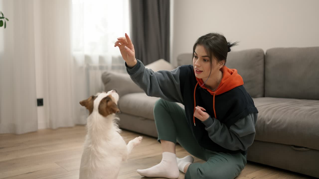 잭 러셀 테리어는 주인의 명령을 수행합니다.