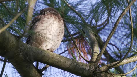 pequeño búho durmiendo mientras está encaramado en un pino de coníferas, ambiente ventoso