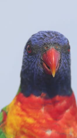 vibrant parrot moving and observing surroundings