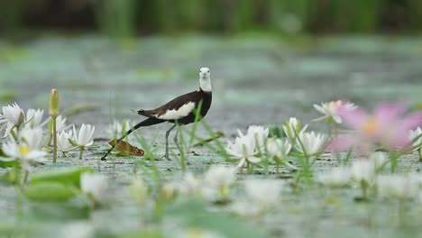 jacana grooms calmly on lily pad in wetland after rain