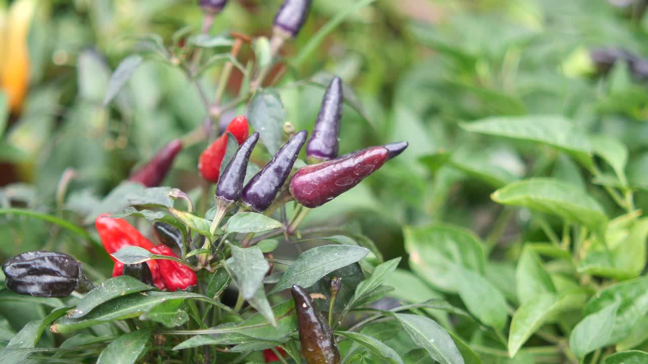 chiles púrpuras y rojas creciendo en una planta