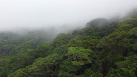 aerial landscape view over the amazon rainforest lush vegetation, in colombia, on a misty and cloudy day