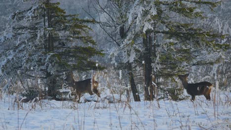 Emotional shot of two cute deer and a bird in a winter landscape with snow. The deer eats from the Christmas tree while the bird sits on the branch. Everyone is looking for food. Everything is white.