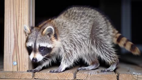 curious raccoon exploring its surroundings at night, captured in a tranquil setting with intriguing details highlighting its soft fur and striking features