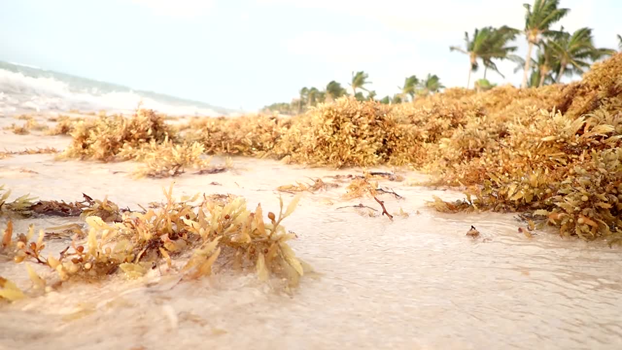 멕시코 플라야 델 카르멘에서 온 sargassum 해초 클립, 아름다운 해초이지만 열대 지방의 일부 해변에서 점점 커지는 문제