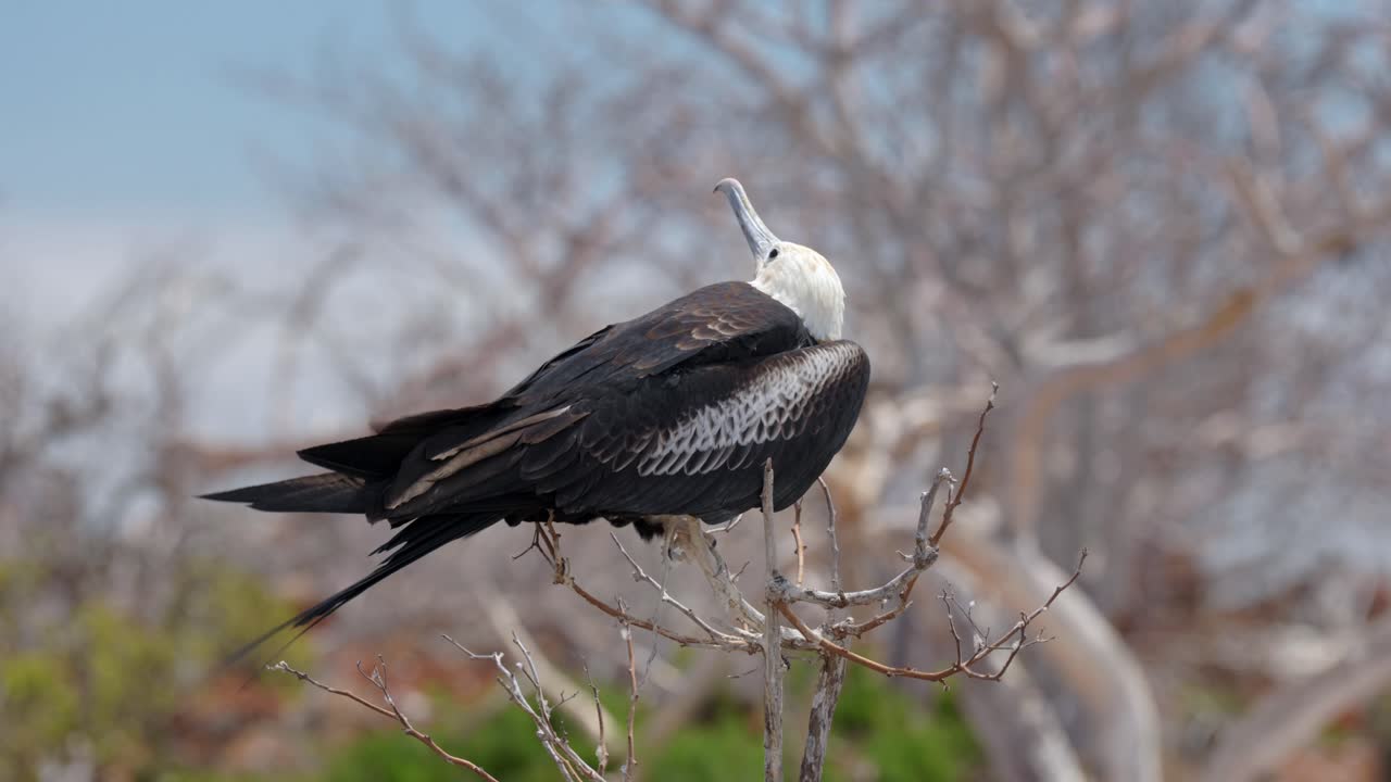 A young magnificent frigatebird sits in a tree in the wind on North Seymour Island near Santa Cruz in the Gal&aacute;pagos Islands