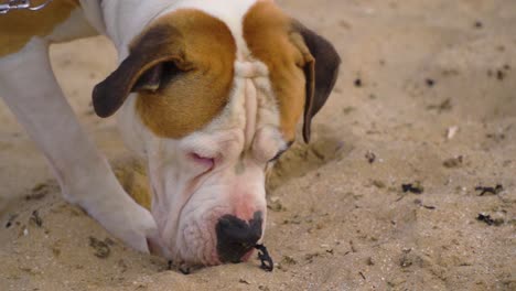 close-up-of-young-American-Staffordshire-sniffing-on-the-beach-during-sunset