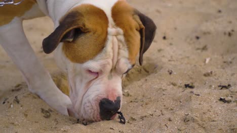 cerca del joven staffordshire americano olfateando en la playa durante la puesta de sol