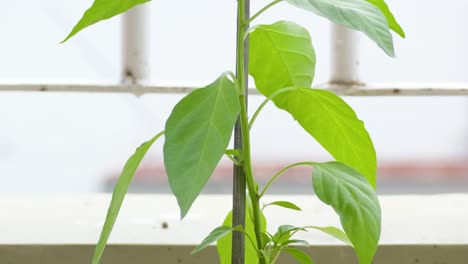 close-up of a growing pepper plant