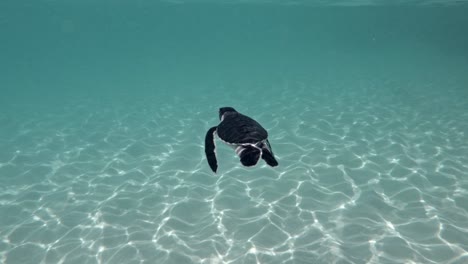 baby sea turtle just swimming and flapping its flippers on shallow water of blue sea with sunlight reflection on sandy bottom