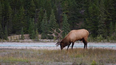 elk rakes grass with antlers and hooves while urinating in rut season