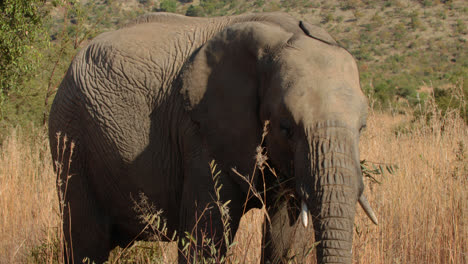 un elefante pastando en la llanura africana