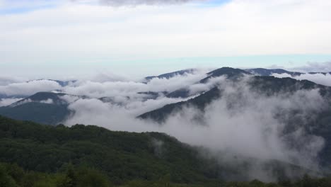 green tree forest on mountain range. morning mist over hills and meadows. nature background. travel destinations. beautiful wild landscape. summer vacation tourism