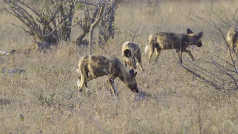 perro salvaje africano o manada de perros pintados, uno caminando hacia la cámara