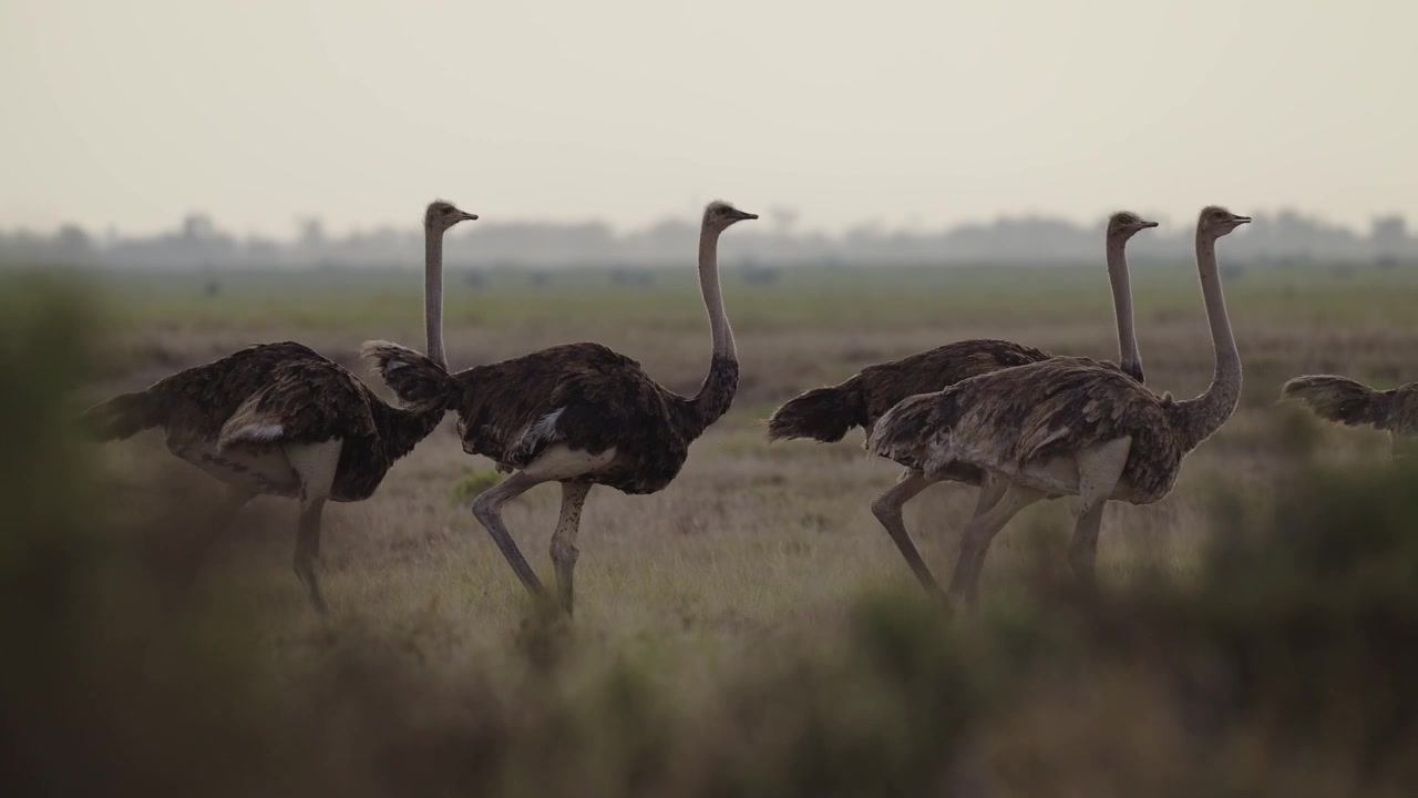 Ostrich Walking in Amboseli in Kenya, Flock of Group of Ostrich, Wildlife Safari Animals in Amboseli National Park.