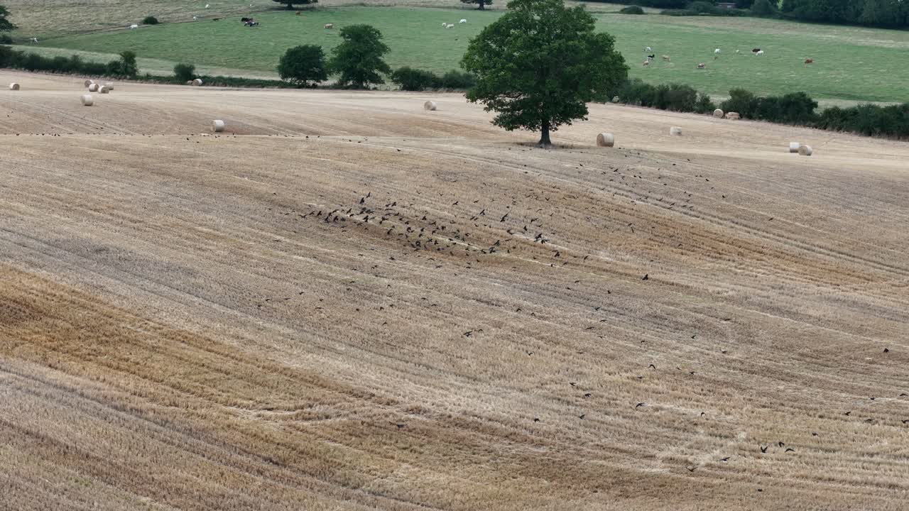Flocks of crows in English farm field drone,aerial
