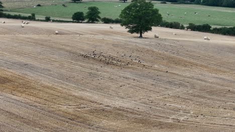 flocks of crows in english farm field drone,aerial