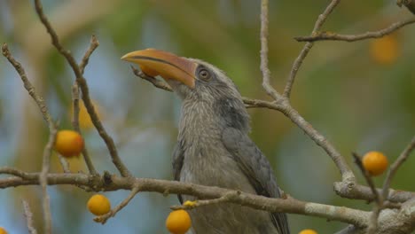 malabar grey hornbill bird sitting on a ficus tree eating its orange coloured fig fruits in india on a winter evening