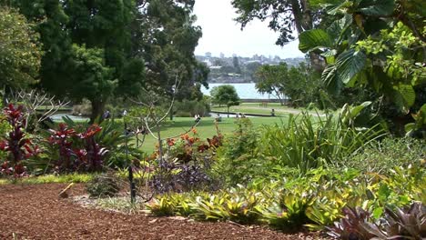 famous sydney's royal botanic gardens, australia