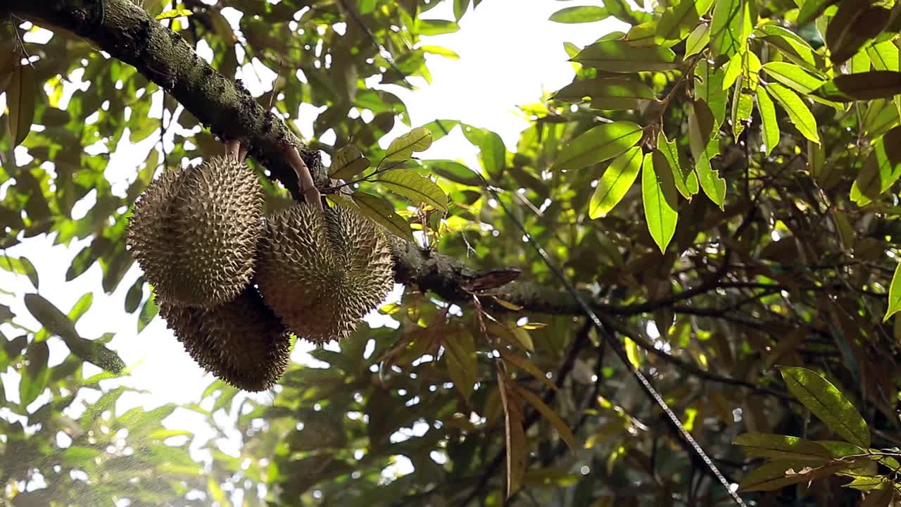 Farmer's Spraying Liquid Fertilizer On Big, Tall Durian Tree