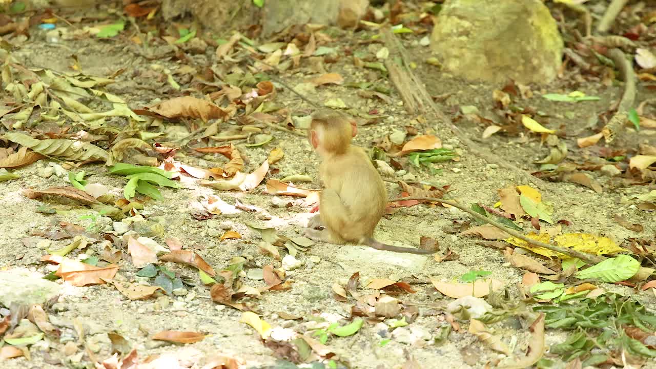 A monkey sits amidst foliage at Khao Rang Viewpoint, Phuket. Natural lighting highlights the serene environment and the monkey's curious demeanor