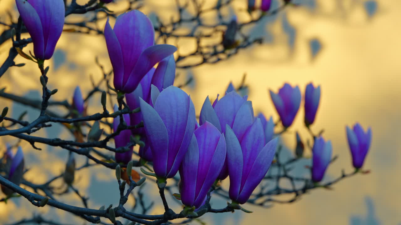 Lilla magnoliablomster med varmt solnedgangslys og uskarp bakgrunn. Sidebilde av lilla magnoliablomster som blomstrer med gyllen time-belysning og tre-silhuetter i bakgrunnen.