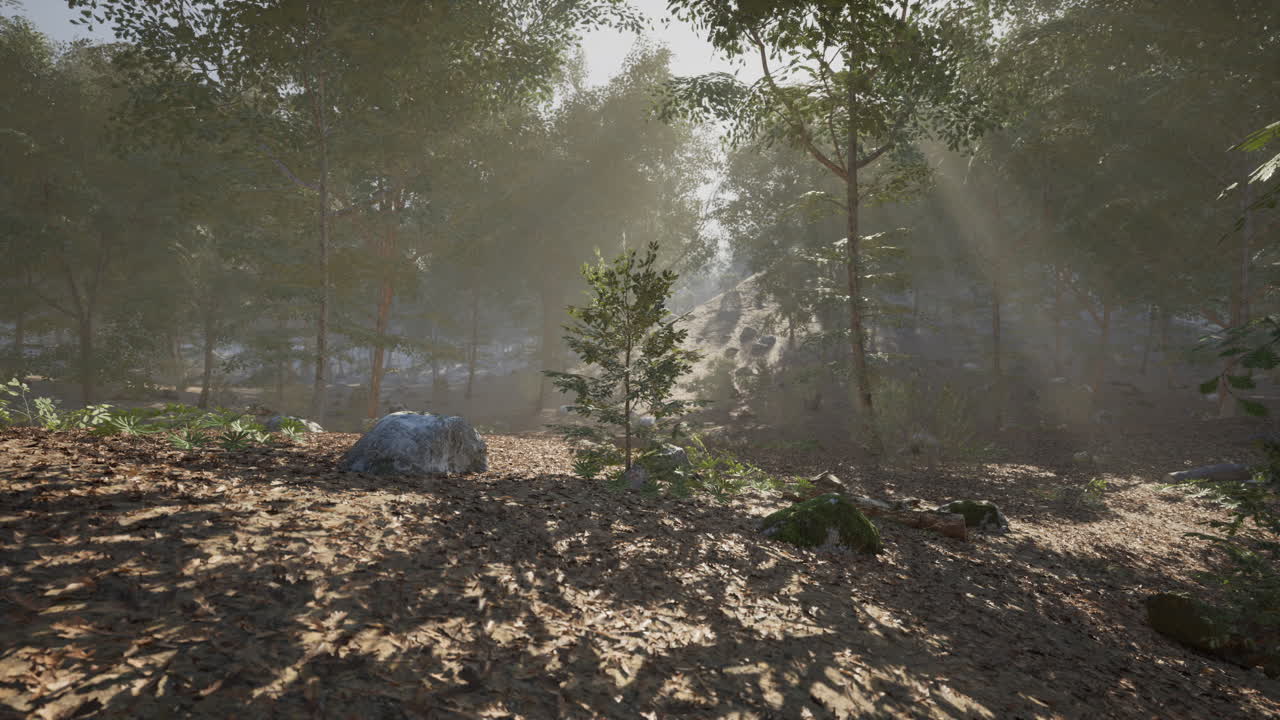 빛 속 의 안개 가 가득 한 숲 길