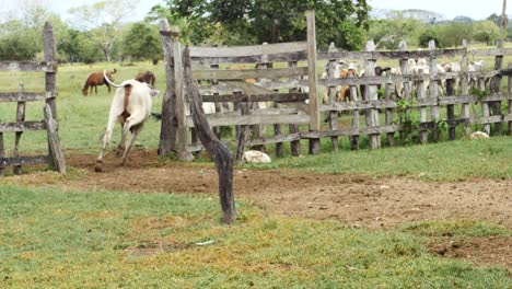 Ganado-Huyendo-De-Las-Cercas-Del-Corral-4k-Estampida